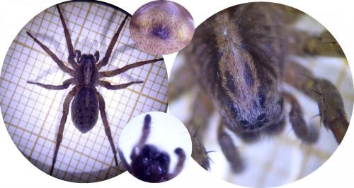 Trochosa sp.